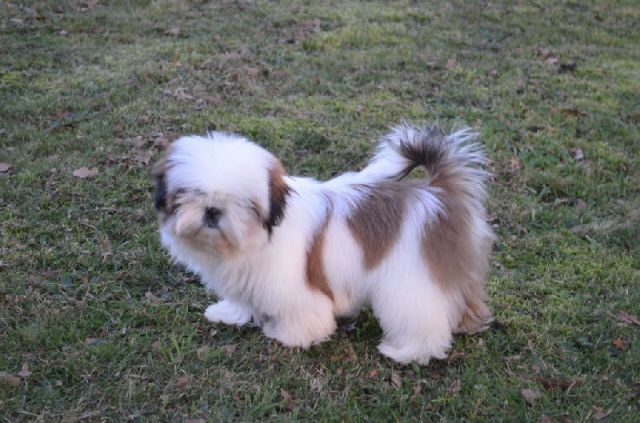 Chiens Chiot Shih Tzu Femelle A Donner